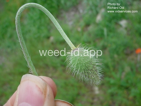 poppy, field